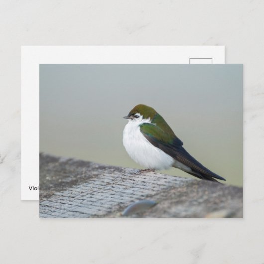 Violet Green Swallow Briefkaart (Voorkant / Achterkant)