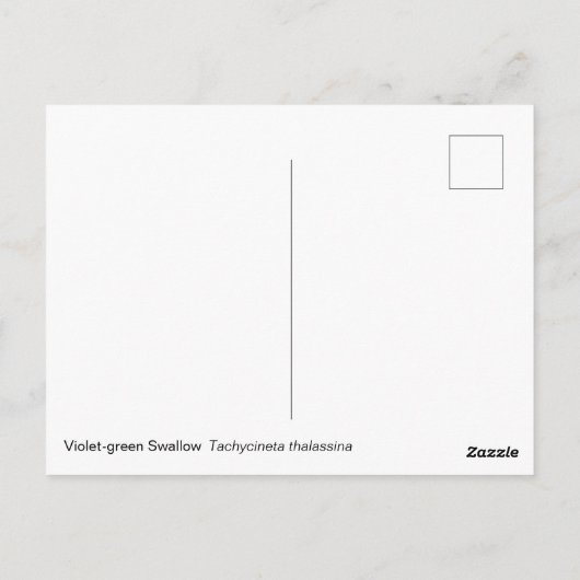 Violet Green Swallow Briefkaart (Achterkant)