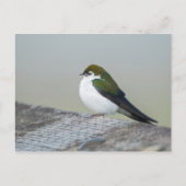 Violet Green Swallow Briefkaart (Voorkant)
