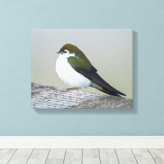 Violet Green Swallow Canvas Afdruk (Insitu (Houten vloer))