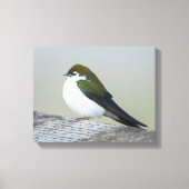 Violet Green Swallow Canvas Afdruk (Voorkant)