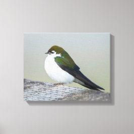 Violet Green Swallow Canvas Afdruk