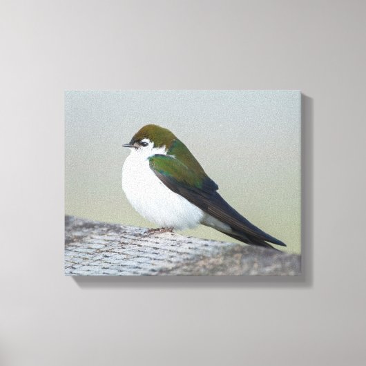 Violet Green Swallow Canvas Afdruk (Voorkant)