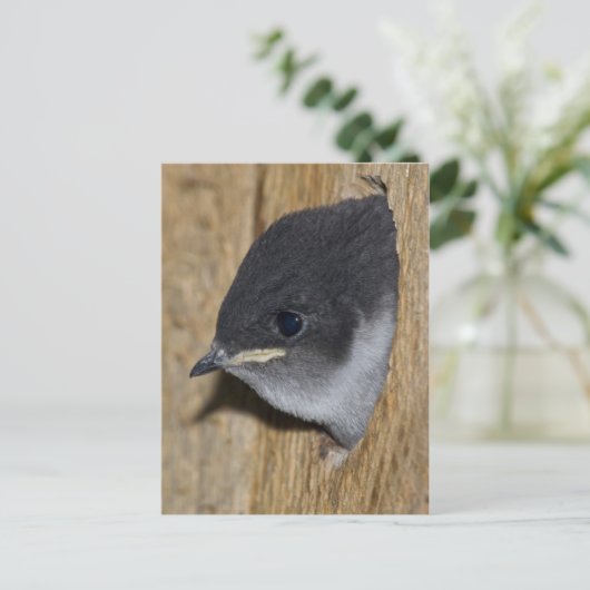 Violet-green Swallow Chick - Briefkaart (Staand voorkant)