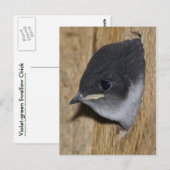 Violet-green Swallow Chick - Briefkaart (Voorkant / Achterkant)