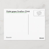 Violet-green Swallow Chick - Briefkaart (Achterkant)