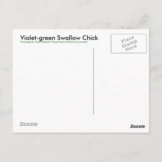 Violet-green Swallow Chick - Briefkaart (Achterkant)