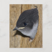 Violet-green Swallow Chick - Briefkaart (Voorkant)