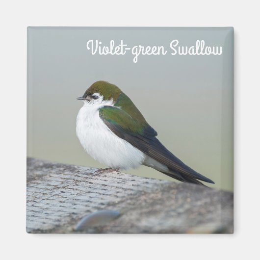 Violet Green Swallow Magneet (Voorkant)