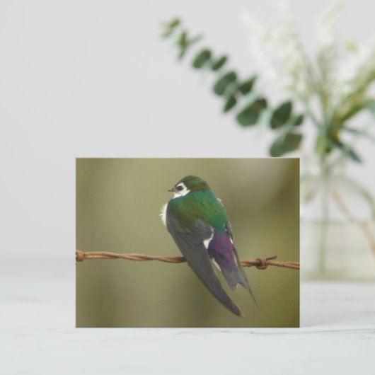 Violet-groen slik Briefkaart (Staand voorkant)