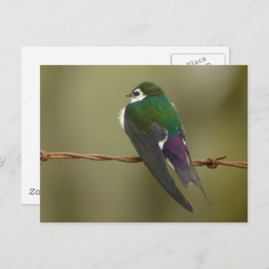 Violet-groen slik Briefkaart (Voorkant / Achterkant)