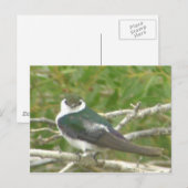 Violet-groen slik Briefkaart (Voorkant / Achterkant)