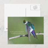 Violet-groene slik briefkaart (Voorkant / Achterkant)