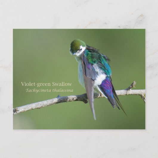 Violet-groene slik briefkaart (Voorkant)