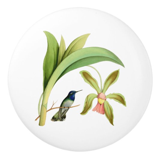 Violet Headed Hummingbird  Illustratie Keramische Knop (Voorkant)
