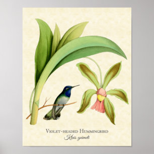 Violet Height Hummingbird Art Print