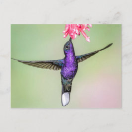 Violet Hummingbird in vlucht Briefkaart