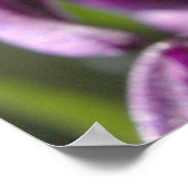 Violet Hyacinths Poster (Hoek)