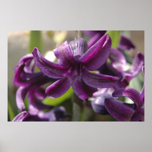 Violet Hyacinths Poster (Voorkant)
