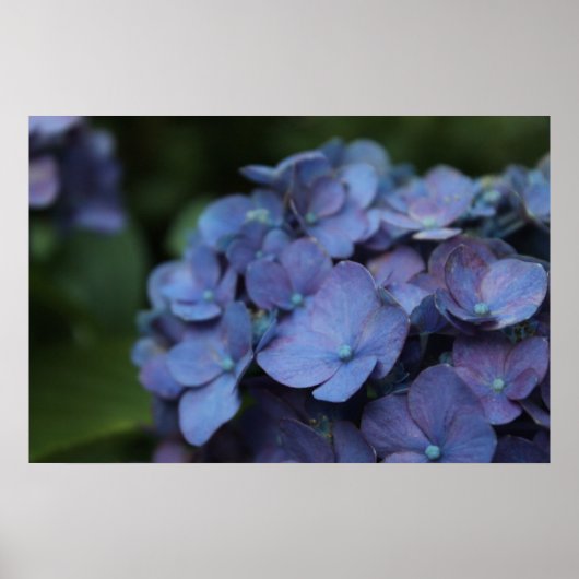 Violet in Poster Twilight (Voorkant)