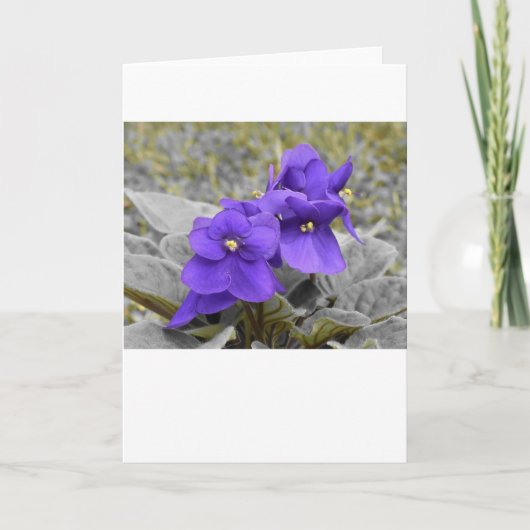 Violet, kaart (Voorkant)