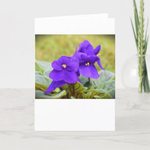 Violet, kaart