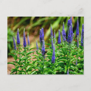 Violet kleur blazende ster bloemen briefkaart