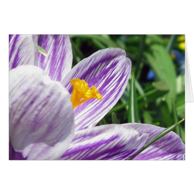 Violet lentescrocus (Voorkant Horizontaal)