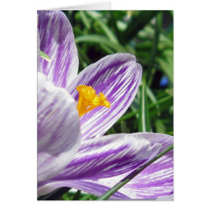 Violet lentescrocus
