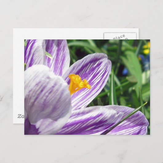 Violet lentescrocus briefkaart (Voorkant / Achterkant)