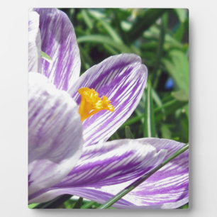 Violet lentescrocus fotoplaat