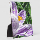 Violet lentescrocus fotoplaat (Zijkant)