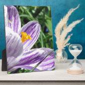 Violet lentescrocus fotoplaat (Zijkant)