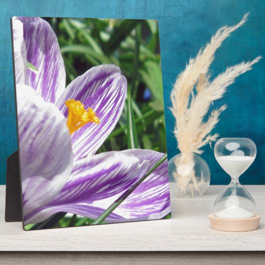 Violet lentescrocus fotoplaat (Zijkant)