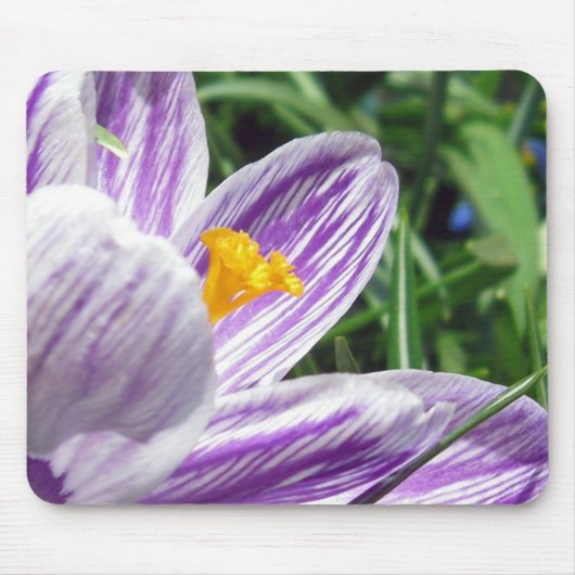 Violet lentescrocus muismat (Voorkant)