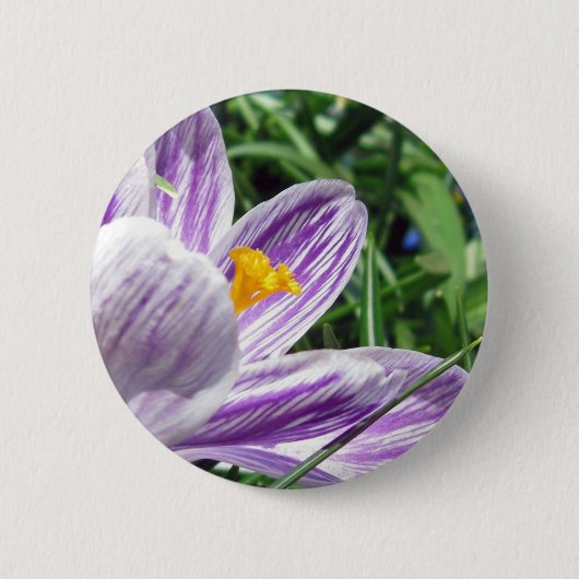 Violet lentescrocus ronde button 5,7 cm (Voorkant)
