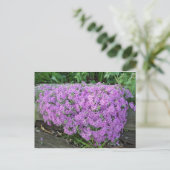 Violet Massa bloemen Briefkaart (Staand voorkant)