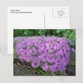 Violet Massa bloemen Briefkaart (Voorkant / Achterkant)
