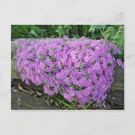Violet Massa bloemen Briefkaart (Voorkant)