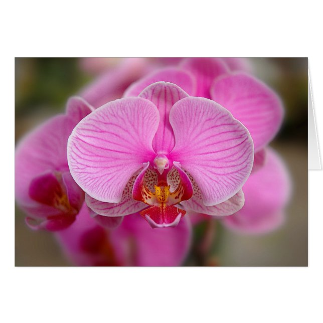 Violet Orchideeën (Voorkant Horizontaal)
