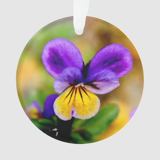 Violet Ornament (voorkant)