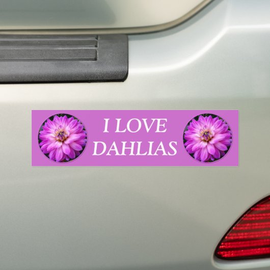 Violet/Paars Dahlia Bumpersticker (Op auto)