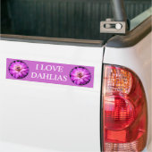 Violet/Paars Dahlia Bumpersticker (Op Truck)