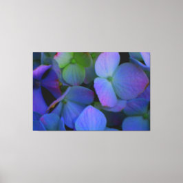 Violet paars roze blauw Hydrangeenbloemen Canvas Afdruk