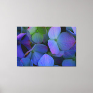 Violet paars roze blauw Hydrangeenbloemen Canvas Afdruk