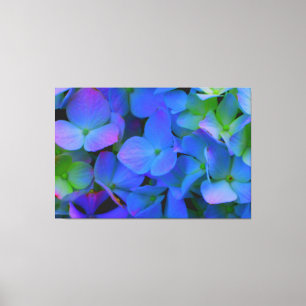 Violet paars roze blauw Hydrangeenbloemen Canvas Afdruk