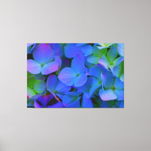 Violet paars roze blauw Hydrangeenbloemen Canvas Afdruk (Voorkant)