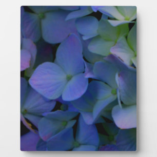 Violet paars roze blauwe hydrangeenbloem fotoplaat