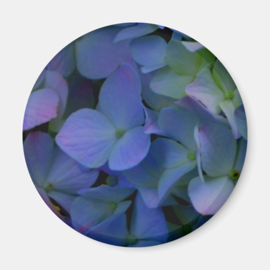 Violet paars roze blauwe hydrangeenbloem magneet (Voorkant)