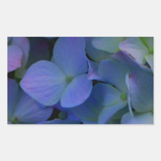 Violet paars roze blauwe hydrangeenbloem rechthoekige sticker (Voorkant)